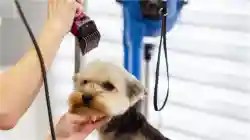 Long Standing Pet Grooming Business - Business for sale in North Carolina