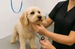 Profitable Pet Grooming Business - Business for sale in California
