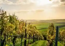 Well Run Smaller Winery with Vineyard – Southwest MI