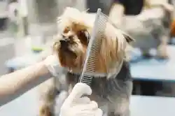 Profitable Pet Boarding & Grooming Business for Sale - Business for sale in Missouri