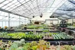 Retail Nursery Specializing In Succulents