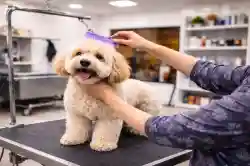 Dog Grooming Salon - Business for sale in Cornelius, NC