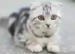 Pets Franchises For Sale
